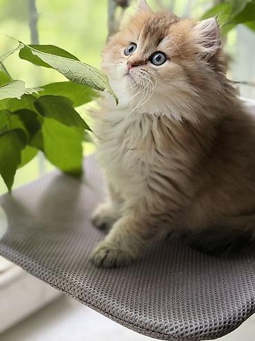 Продажа кошек: Скотиш Фолд (Шотландская вислоухая), 2 месяца, Девочка — 9