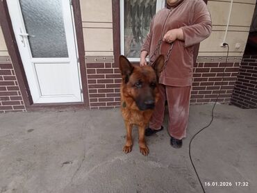 Продажа собак: Немецкая овчарка, кобель, экстерьер восточно-европейского/шоу-типа — 7