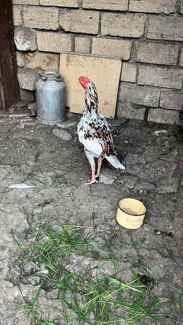 дом для кошек: Xoruz, il: 1, Ünvandan götürmə