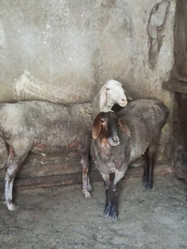 Бараны, овцы: Продаю | Ягненок, Баран (самец) | На забой, Для разведения