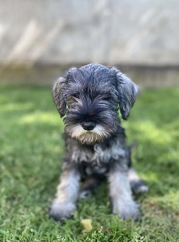 pas francuski buldog: Patuljasti Šnaucer Miniature Schnauzer STENCI PATULJASTOG — 2