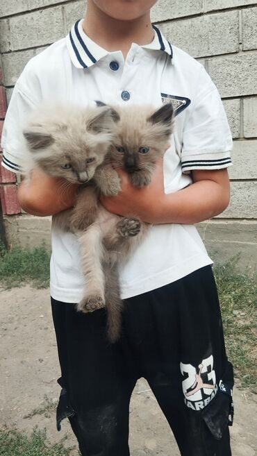 показы 1 354 72 договорная кошка даром британская короткошёрстная 1 год мальчик метис 2 позвонить написать: Пушистые котята, длинношёрстные, разных окрасов: - кремово‑шоколадные