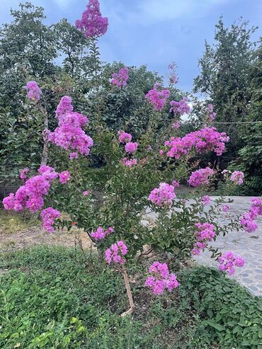 Həyət evləri və villaların satışı: 8 otaq, 250 kv. m, Orta təmir -da lalafo.az — 4 Həyət evləri və villaların satışı: 8 otaq, 250 kv. m, Orta təmir — 4