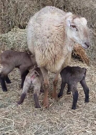Коровы, быки: Sürülü qoç-qoyun təsərrüfatı üçün çoxsaylı bala verən ana qoyunlar