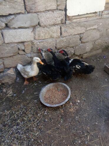 qus satisi: Salam 3lal erkək ördək 1səsli qiymət 4ünə aitdir 65m