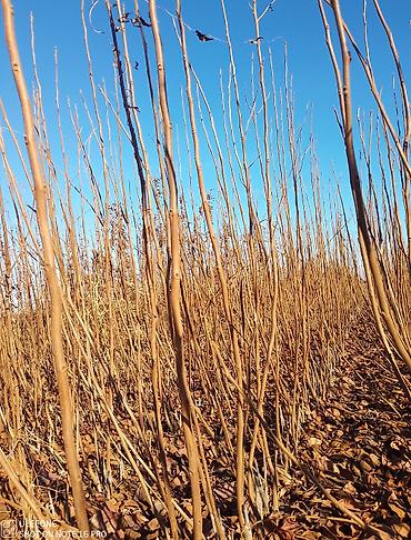 Tinglər: Xurma tingləri satışdadır çatdırılma pulsuzdur siz sifariş verin — 4