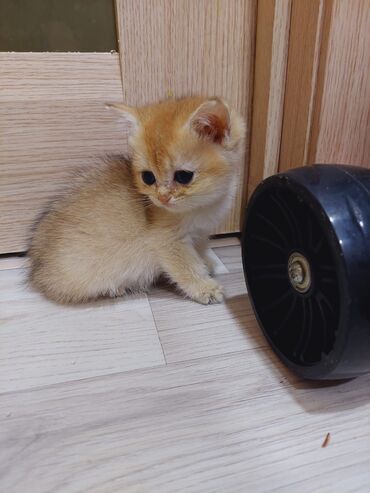 Pişiklər: Qızıl şinşilla, Erkək, Dişi, Ünvandan götürmə — 3