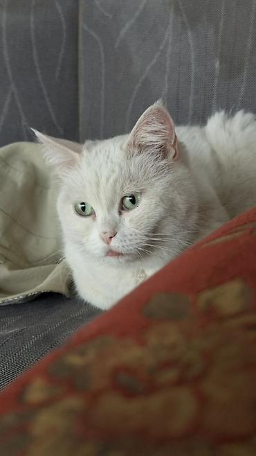 кошка белый: Кошка даром: Беспородная, Девочка, Приучена к лотку — 1