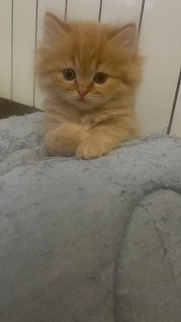 Pişiklər: Britan — 8