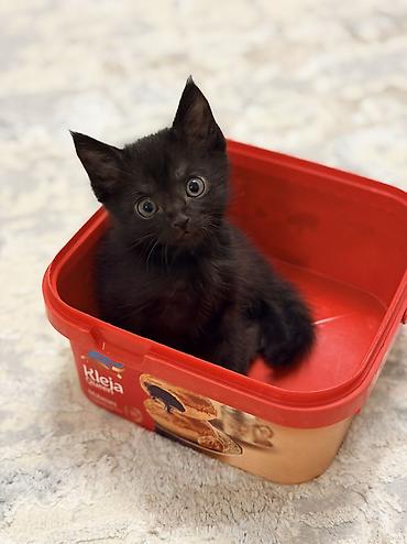 приют котят: Срочно ищем дом спасенным котятам, с нелегкой судьбой. Были выкинуты — 1