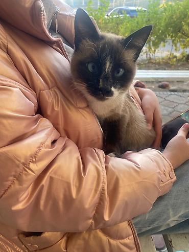 кошка 124: Кошка даром: Сиамская, 7 месяцев, Мальчик, Приучена к лотку, Проглистована — 1