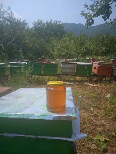 Мясная и рыбная продукция: Lerik balı temiz müalicevi dağ balı istediyiniz yerde yoxlatdıra