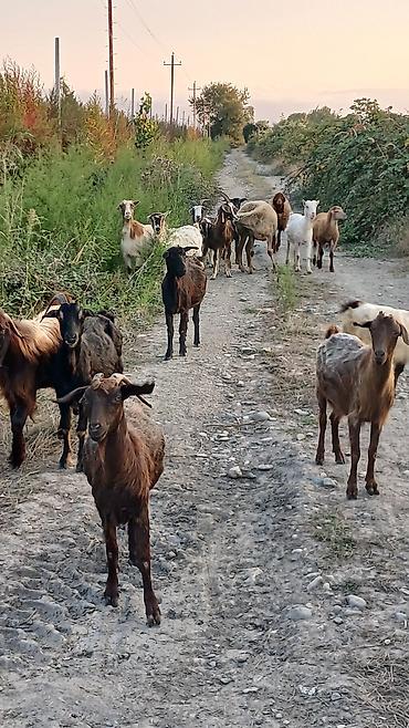uzun tuk pişik: Dişi, il: 2, Damazlıq, Ünvandan götürmə — 3