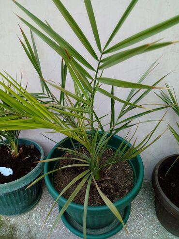 Palm Tree: Palme po 1500 din.Šaljem ih obavijene sa malo žemlje bržom poštom