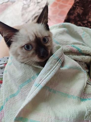 кошка ош: Кошка даром: Сиамская, Девочка — 5