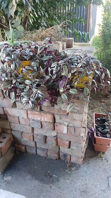 традесканция: Традесканция (Tradescantia zebrina) — ампельное комнатное растение — 5