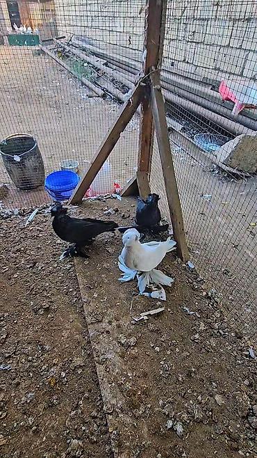 Heyvanlar: Cins göyərçinlər – 3 ədəd - Növ: bəzək/şou tipli ayaqları tüklü — 1