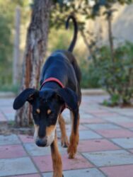 аксессуары для больших собак: Доберман, 9 месяцев, Самец, С прививками, Самовывоз