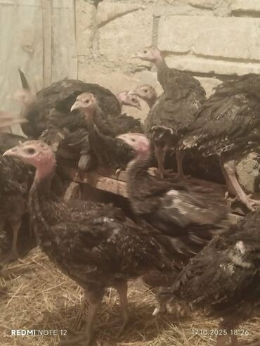 sort keciler: Hi20 ədəd təmiz qan amerikan bronz sortudur. 2 aylıqdırlar, hal