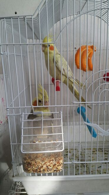 Птицы: Попугаи волнистые at lalafo.kg — 11 Птицы: Попугаи волнистые — 11