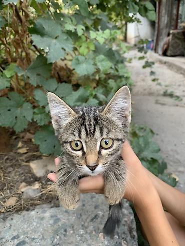 Кошки: Отдам 3-х месячных котят в хорошие руки. В лоток ходить умеют — 3