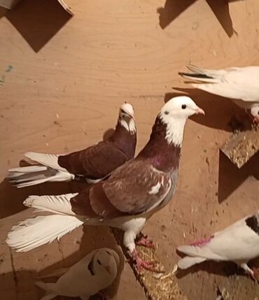 Göyərçinlər: Temiz babayevisqi eni quyruq hundur ayaq uzun quwdardi erkey dest ag — 8