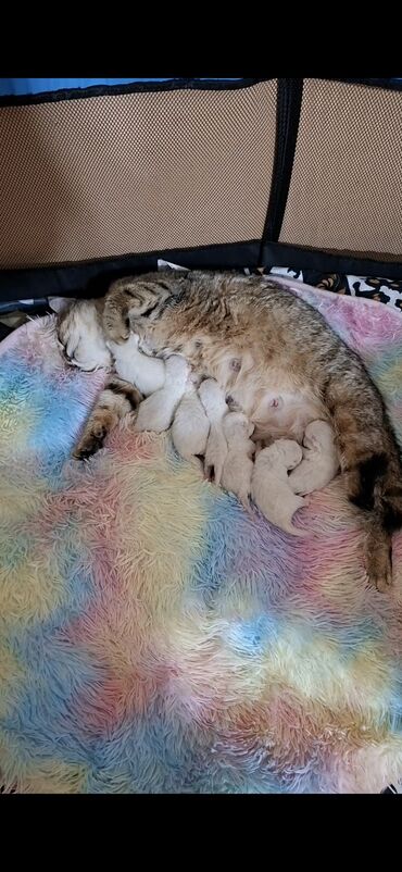 Pişiklər: Şotland, Erkək, Cütləşmə üçün, Ödənişli çatdırılma -da lalafo.az — 6 Pişiklər: Şotland, Erkək, Cütləşmə üçün, Ödənişli çatdırılma — 6