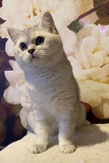 Pişiklər: Britan, Dişi, Yaxşı əllərə, Ödənişli çatdırılma — 7