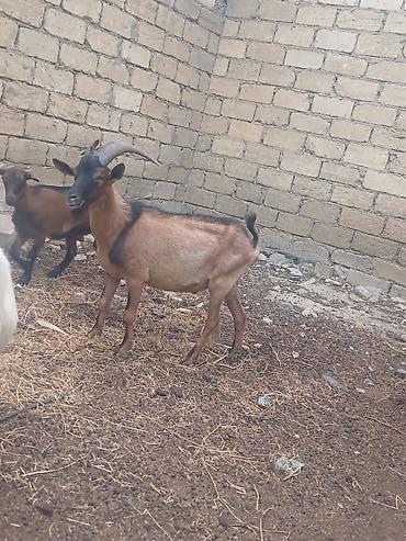 keci heleb: Alpin tekesi 1 yasi orijinaldi.Unvan bineqedi real aliciya endirim — 3