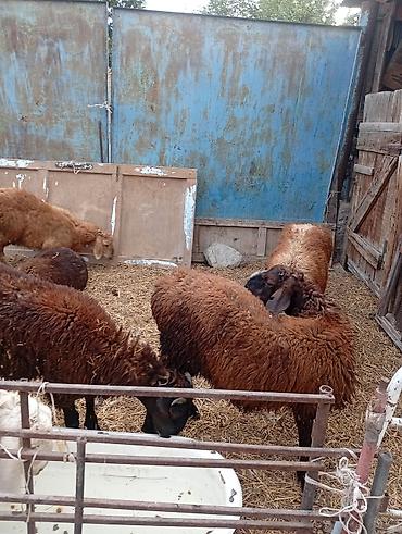 Баран, овца: Продаю | Баран (самец) — 8