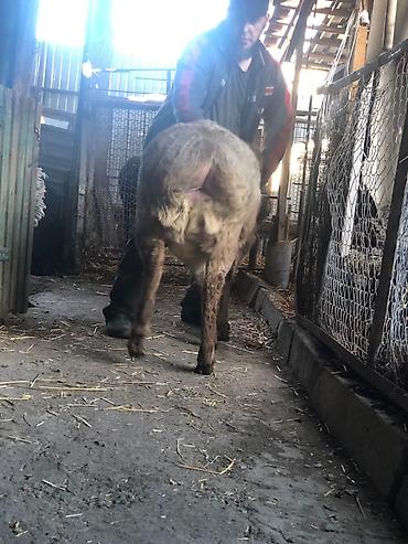 Баран, овца: Продаю | Овца (самка) | Для разведения — 5