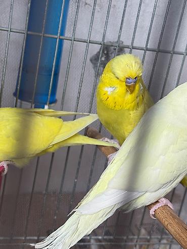 cex quşlar: Cex balalar ve 1 sari qizgin cute hazir erkek 2 vistivka — 1
