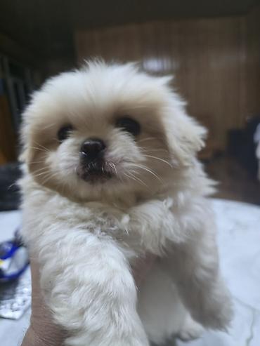 İtlər: Pekines, 2 ay, Dişi — 22