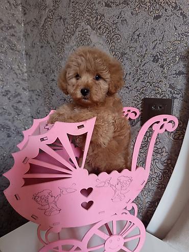 İtlər: Pudel, 2 ay, Dişi — 1