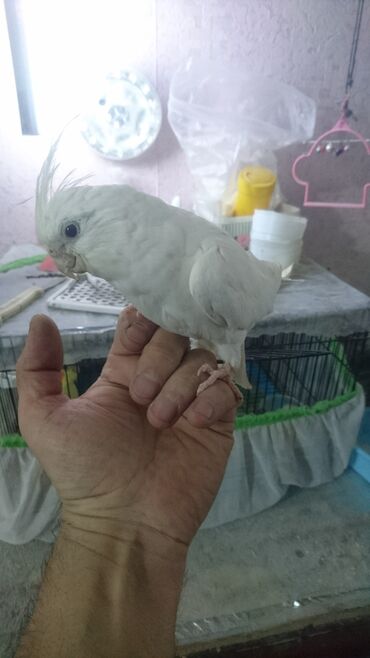 Tutuquşları: Tutuquşları — 28