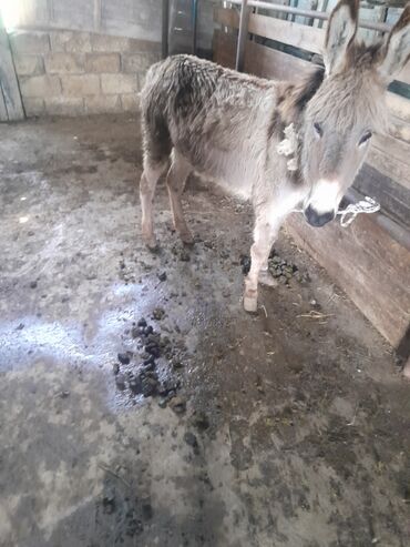 bir otaqli ev: Eşşək Araba ilə bir satılır boş bekar narahat etməsin