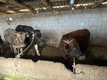 Коровы, быки: Продаю | Бык (самец) | На откорм | Привязанные — 1