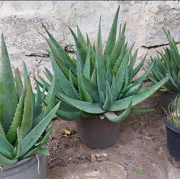 алоэ пайдасы: Aloe vera (sukkulent) – dibçək bitkisi - Növ: Aloe vera (Aloe — 2