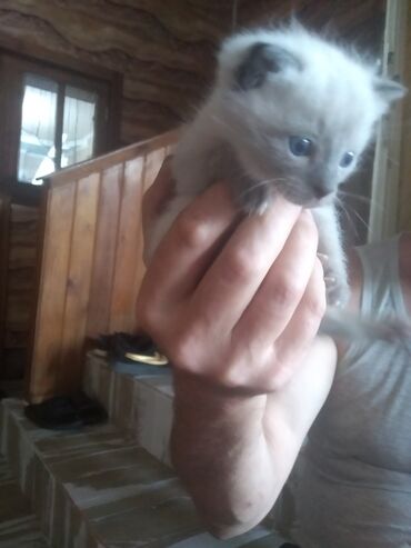 сфинкс кот: Белый Вислоухий Голубоглазый Котенок, родился один