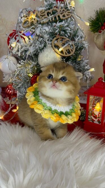 Xaltalar, qayışlar və tasmalar: Gold shinshilla skodish balalar — 3