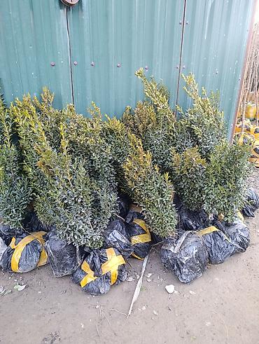 Другие декоративные деревья: САЖЕНЦЫ ОПТОМ — БОЛЬШОЙ ВЫБОР И ВЫГОДНЫЕ ЦЕНЫ! 🌿 В наличии все виды и — 6