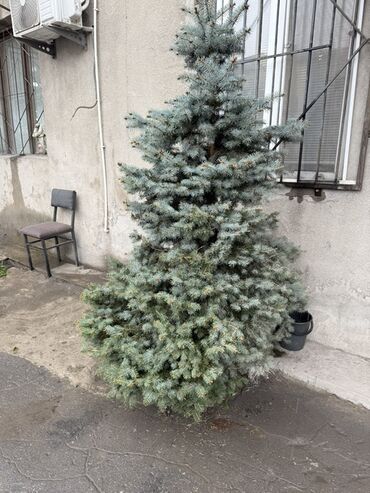 декоративная дерево: Көчөттөр дарактардын: Карагайлар