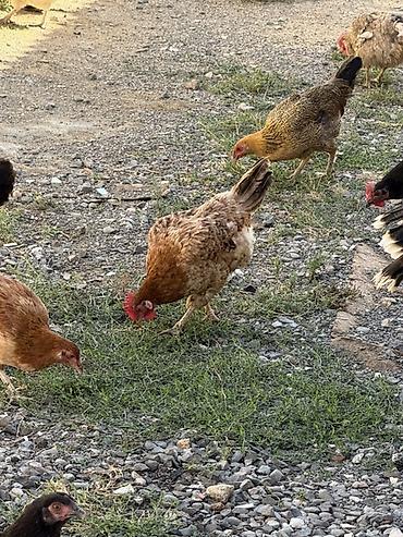 brama toyuqları: Məhsul: Qarışıq cins ev quşları sürüsü Təsvir: - Şəkillərdə müxtəlif — 7