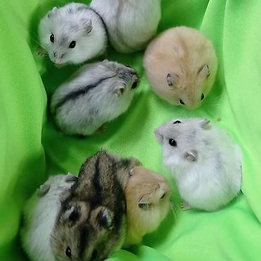 Хомяки: Продаются хомячки джунгарские, сирийские, ангорские пушистые хомячки — 4