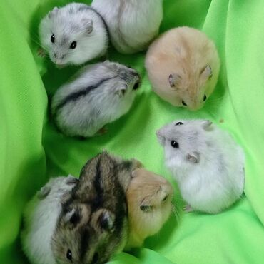 Хомяки: Продаются хомячки джунгарские, сирийские, ангорские пушистые хомячки — 6
