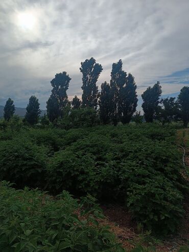 Продажа участков: 120 соток, Для сельского хозяйства, Красная книга — 6