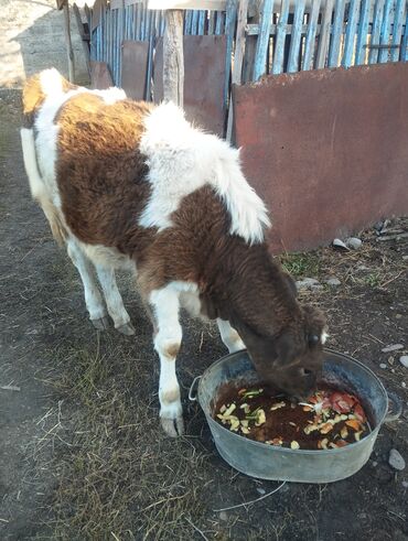 продаю в связи с переездом: Продаю | Музоо, торпок | Полукровка | На откорм