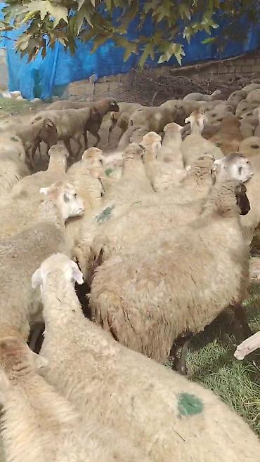 alman qurdu qiymeti: Dişi, il: 1, Damazlıq, Pulsuz çatdırılma — 3