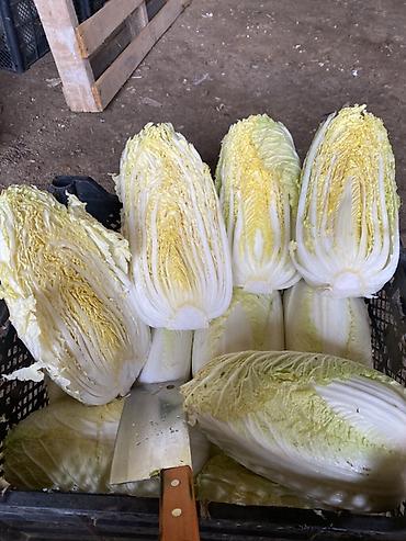 Капуста: Капуста Пекинская — 2