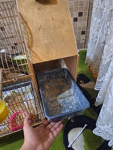 quş yuvasi: Nimfa (cockatiel) cütü və qəfəs dəsti - Növ: Nimfa (cockatiel) – sarı — 9